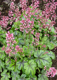 Heucherella 'Tapestry' Heucherella 'Tapestry'